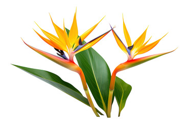 Vibrant Tropical Bird of Paradise Blooms Flourishing in Sunlight Against a White Background on Transparent PNG Background.