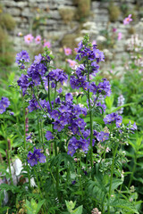 Patch of blue Jacob's Ladder plants, Derbyshire England
