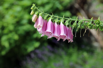 Side view of Foxglove blooms, Derbyshire England
