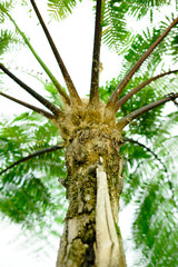 Fototapeta premium palm tree in the wind