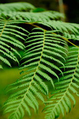 fern leaf in the forest