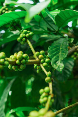 Fototapeta premium Green coffee beans on a branch of coffee tree at Mount Puntang West Java