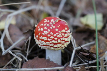 mushroom