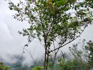 trees in the fog