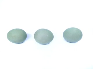 duck eggs on white isolated background