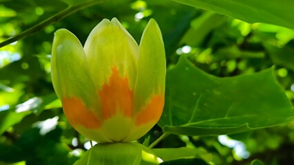 blooming tulip poplar tree close up