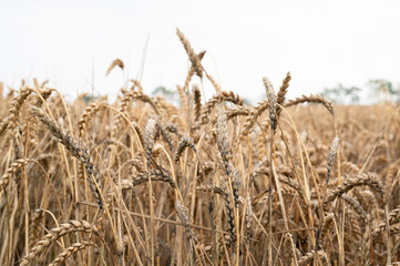 Moldy grain ears caused by heavy rainfalls, field with cultivated wheat, harvest in summer, food...