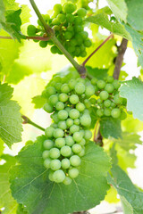 Grapes for riesling wine growing on the vine, vineyard in Trier, Moselle Valley in Germany, landscape and agriculture in rhineland palatine 