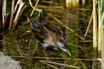 Kleines Sumpfhuhn - Männchen // Little crake - male (Zapornia parva)