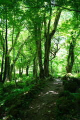 refreshing spring forest with fine pathway
