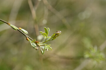 Dalmatian laburnum branch with new leaves