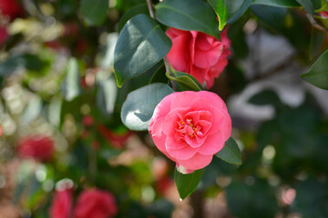 Camellia flowers