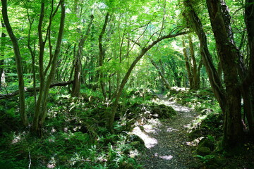 Obraz premium refreshing spring forest with fine pathway