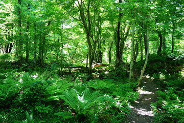 spring pathway through thick ferns