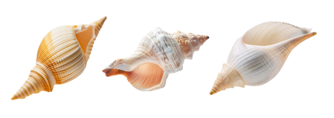 A collection of beautiful seashells showcasing various colors and unique shapes, ideal for beach-themed decor or nature studies.