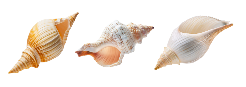 A collection of beautiful seashells showcasing various colors and unique shapes, ideal for beach-themed decor or nature studies.