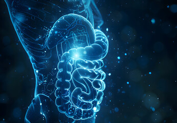Human digestive system anatomy on blue color background. 3d illustration design