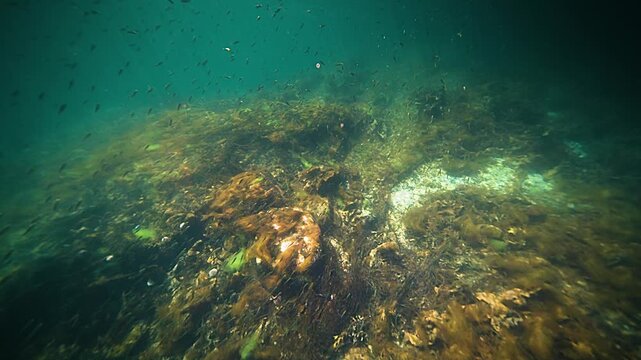 An underwater shot of a shoal of small fish swimming in the murky fjord water. Weeds and kelp float on the bottom.