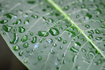 rain drop on the leaf, pagoda tree or frangipani or temple tree and rain drop