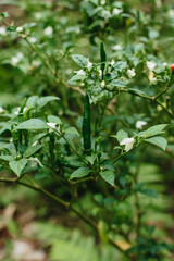 Green chili plant in agricultural garden, Fresh green chilli seeds on a chilli tree with a blurred background and morning sun in a chilli garden.