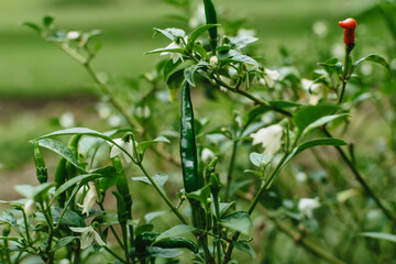 Green chili plant in agricultural garden, Fresh green chilli seeds on a chilli tree with a blurred background and morning sun in a chilli garden.