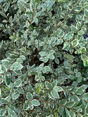 green leaves background