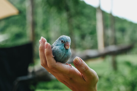 Close up of little parrotlet (Forpus xanthops). Happy cobalt turquoise parrotlet on the hand.