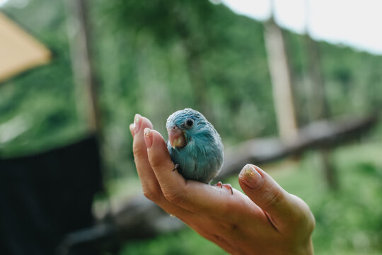 Close up of little parrotlet (Forpus xanthops). Happy cobalt turquoise parrotlet on the hand.