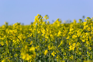 Blooming canola field and blu sky with stormy clouds