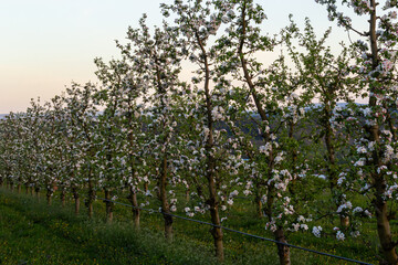 apple trees in the spring in the orchard, young apple trees on a plantation in the countryside