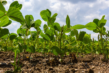 A tender sprout of a soybean agricultural plant in a field grows in a row with other sprouts. Selective focus.