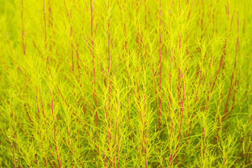 Kochia scoparia (Bassia scoparia) plant gradually turning from light green to red in the fall.