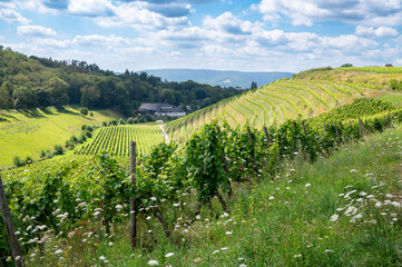 Fototapeta premium Grapes for riesling wine growing on the vine, vineyard in Trier, Moselle Valley in Germany, landscape and agriculture in rhineland palatine 