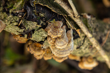 Trametes versicolor, also known as Polyporus versicolor, is a common polypore mushroom found throughout the world and also a well-known traditional medicinal mushroom growing on tree trunks