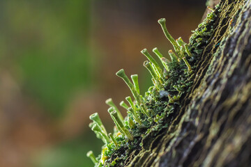Close up of the trumpet lichen Cladonia fimbriata between stone flowers and moss on a rock