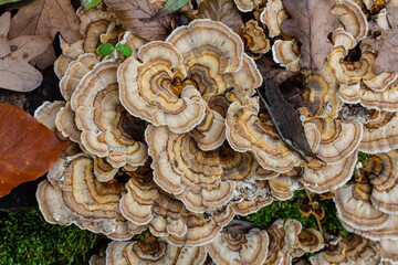 Trametes versicolor, also known as Polyporus versicolor, is a common polypore mushroom found throughout the world and also a well-known traditional medicinal mushroom growing on tree trunks