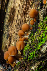 Psathyrella piluliformis Common Stump Brittlestem mushroom reddish-brown mushroom that grows steeply in groups, natural light