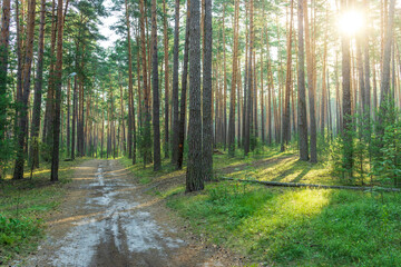 Obraz premium A forest with a dirt road in the middle