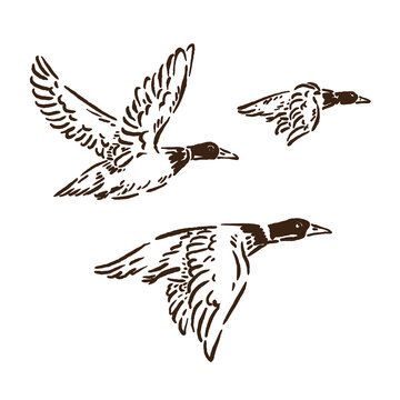 vector sketch of three flying ducks