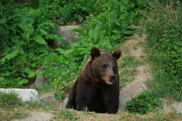 Eurasian brown bear in Buzau Mountains, Romania