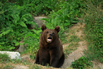 Eurasian brown bear in Buzau Mountains, Romania