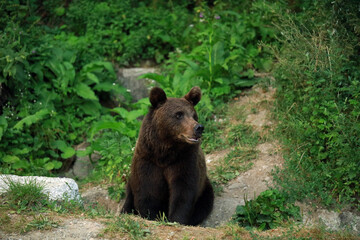 Obraz premium Eurasian brown bear in Buzau Mountains, Romania