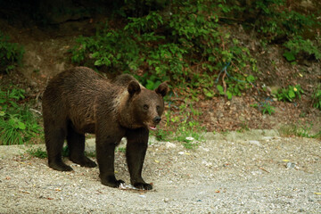 Fototapeta premium Eurasian brown bear in Buzau Mountains, Romania