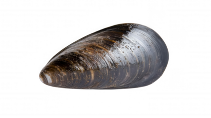 A close-up view of a single dark mussel shell, transparent background