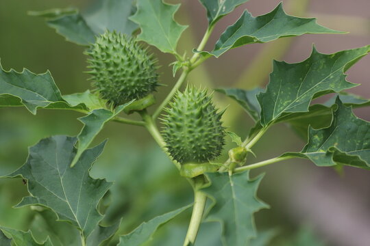Datura stramonium. Hallucinogen plant Devil's Trumpet, also called Jimsonweed.