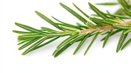 Fototapeta premium Close-up of a Sprig of Fresh Rosemary with Delicate Green Needles