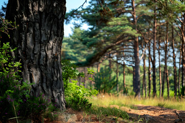 Tree Trunk in a Forest Path Photo