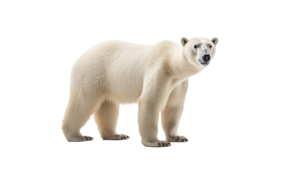 Polar bear isolated on a transparent background. 

