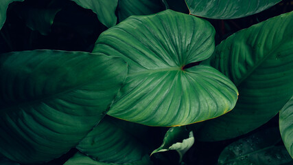 closeup nature view of green leaf texture, dark wallpaper concept, nature background, tropical leaf.