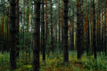 Fototapeta premium Pine Forest Background Image